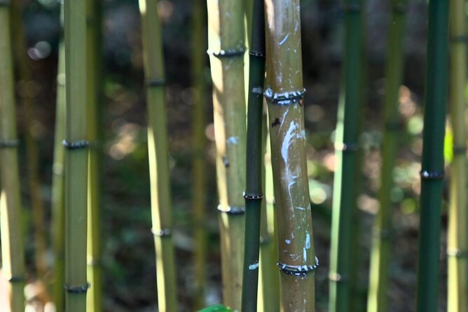 Tokyo Castle, Imperial Palace, Shogun & Garden Walking Tour - A slower pause in Ninomaru Garden