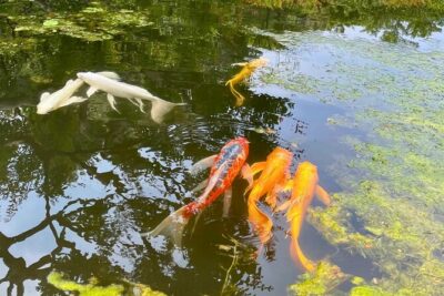 Tokyo Castle, Imperial Palace, Shogun & Garden Walking Tour - Reading the Edo Castle ruins