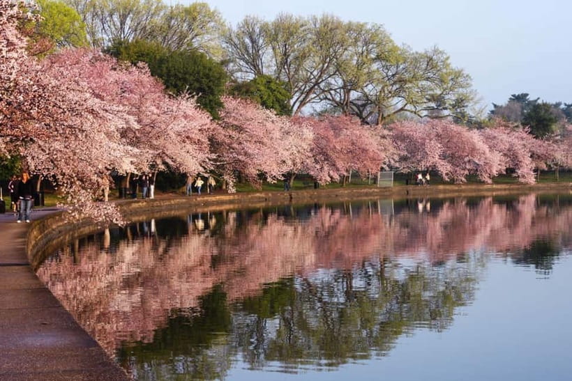 Tokyo Cherry Blossom Express Tour with Boat Ride - Key points at a glance
