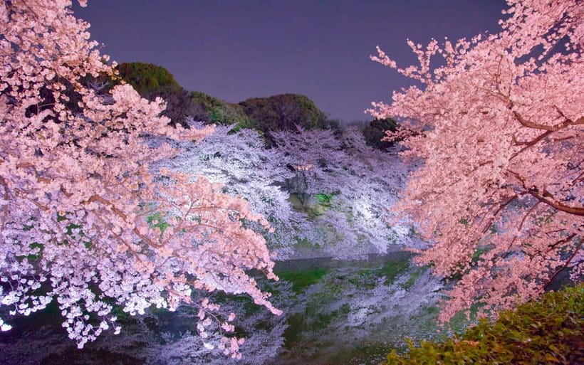 Tokyo Cherry Blossom Express Tour with Boat Ride - Four Tokyo sakura views in six hours