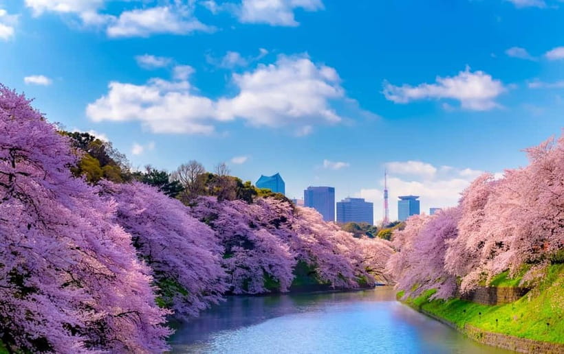 Tokyo Cherry Blossom Express Tour with Boat Ride - Ueno Park brings a livelier city scene