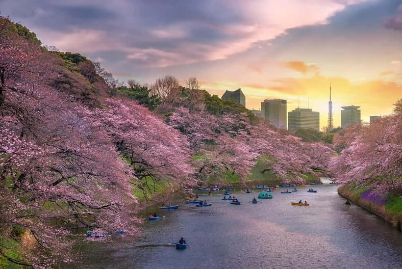 Tokyo Cherry Blossom Express Tour with Boat Ride - The boat ride adds a water-level view