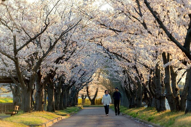 Tokyo Cherry Blossom Half Day Walking Tour with a Local Guide - Four sakura stops, four different sides of Tokyo