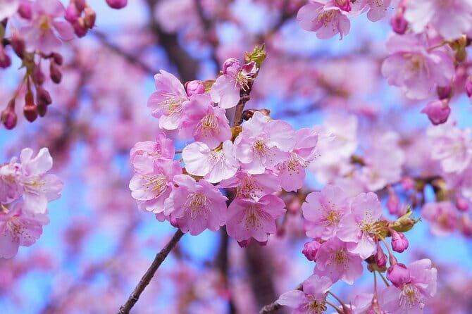 Tokyo Cherry Blossom Half Day Walking Tour with a Local Guide - Meiji Jingu Gaien: blossoms beside the city