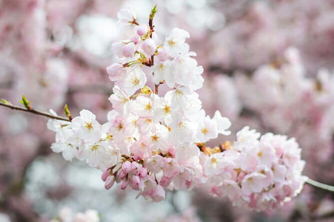 Tokyo Cherry Blossom Matcha Experience in Yoyogi Park (Shibuya) - Walking into Yoyogi Park for the picnic