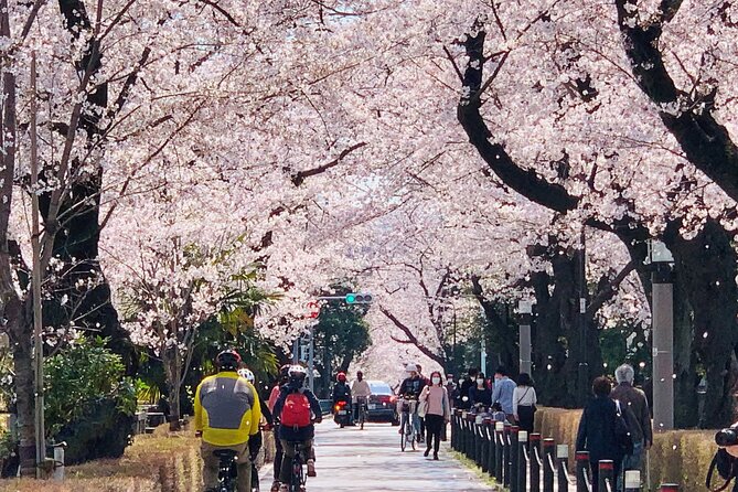 Tokyo Cherry Blossoms blooming spots E-bike Tour, 3hrs - The guides shape the experience