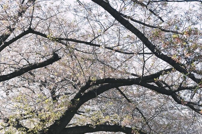 Tokyo City 1-Day Private Tour with Bilingual Driver - The Imperial Palace area: confirm what you will actually see