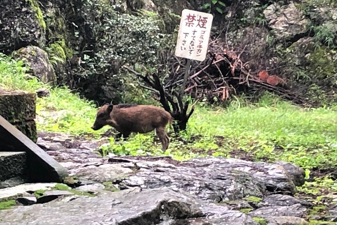 Tokyo Countryside Exploration Private Tour - Ne-no-gongen, mountain views, and prayers for healthy legs