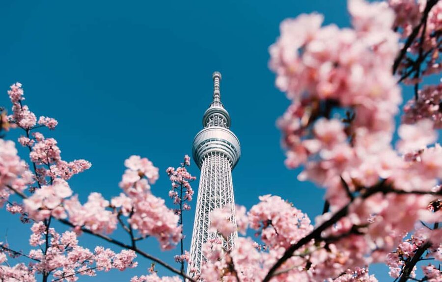 Tokyo: Customizable Day Trip Within Tokyo & English-Driver - Lunch, comfort, and practical details