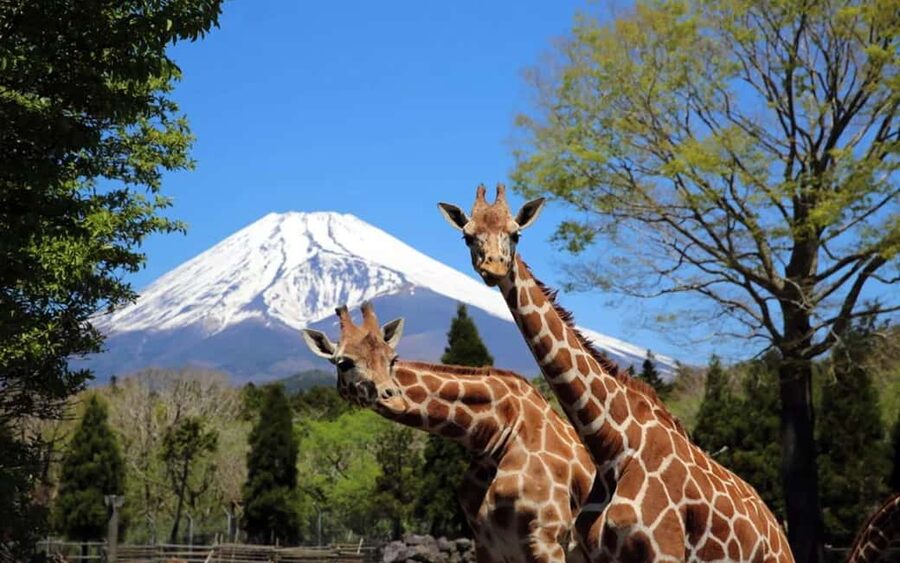 Tokyo:Customizable Private Day Trip to Mt.Fuji & Safari Park - Choosing between the safari route and the classic Fuji route