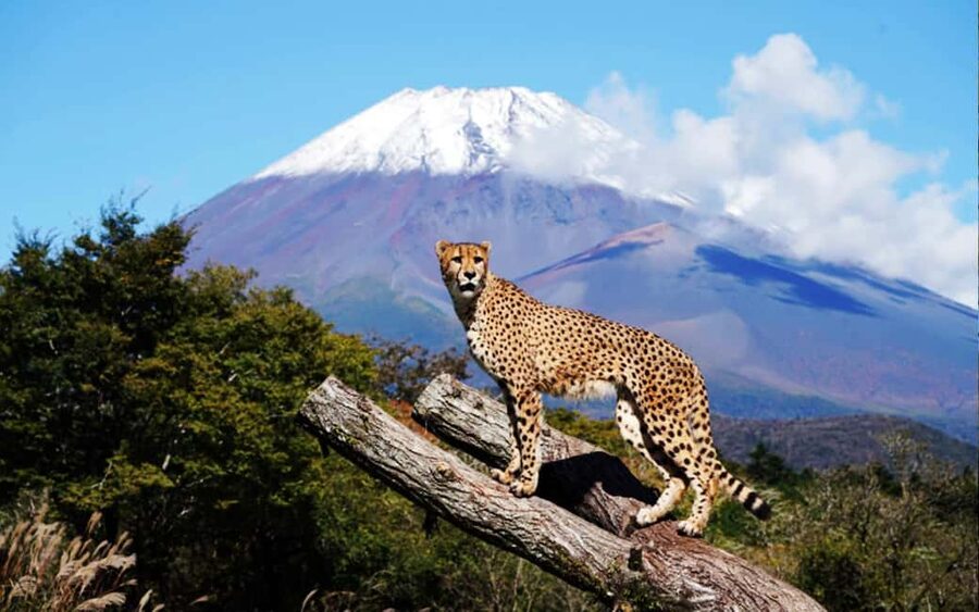Tokyo:Customizable Private Day Trip to Mt.Fuji & Safari Park - Fuji Safari Park: a wildlife stop with a paid admission