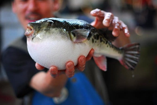 Tokyo:Enjoy street food & Japanese food culture at Tsukiji Market - Choosing lunch at Tsukiji Fish Wharf