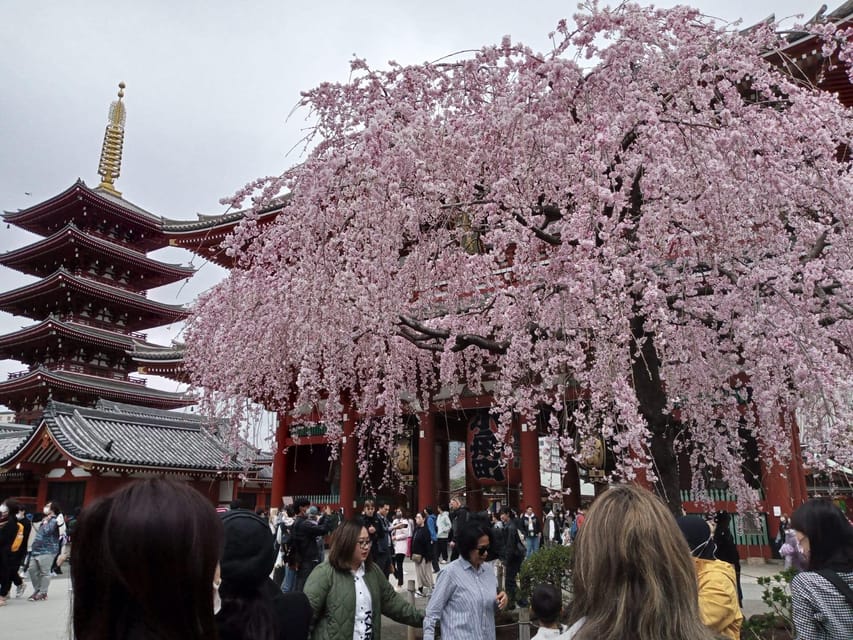 Tokyo: Full-day Immersive Private Tour by Premium Car - Key points to know before booking