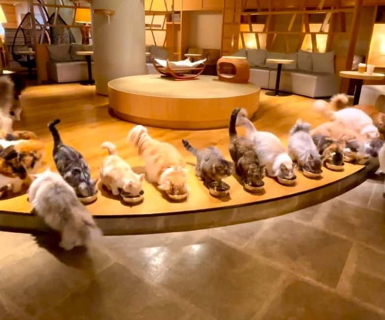 Tokyo: Gotokuji Cat Temple, Shinjuku Cat Cafe & 3D Cat Tour - A cat-themed route from Shinjuku to Gotokuji