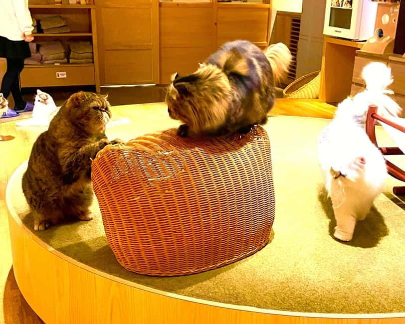 Tokyo: Gotokuji Cat Temple, Shinjuku Cat Cafe & 3D Cat Tour - What the guide adds to the experience