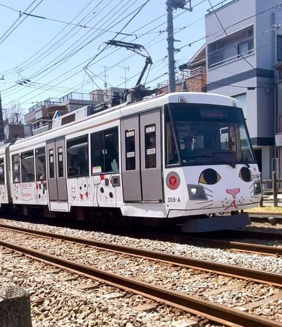Tokyo: Gotokuji Cat Temple, Shinjuku Cat Cafe & 3D Cat Tour - Is $56 a fair price?