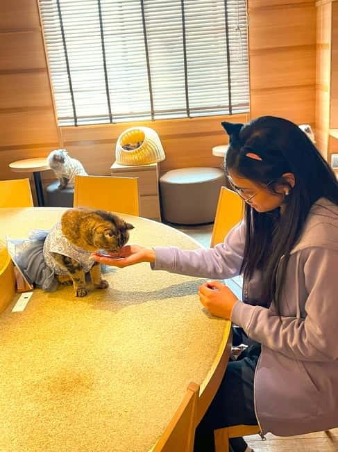 Tokyo: Gotokuji Cat Temple, Shinjuku Cat Cafe & 3D Cat Tour - Thirty minutes at Cat Cafe Mocha Lounge