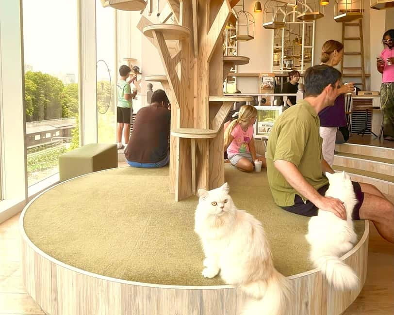 Tokyo: Gotokuji Lucky Cat Temple & Harajuku Cat Cafe Tour - Key points for cat lovers in Tokyo