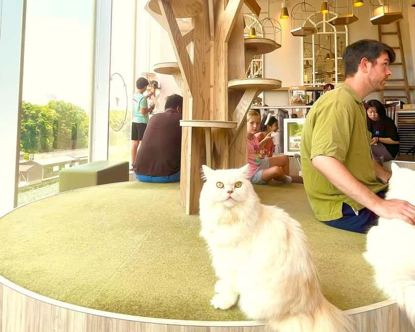 Tokyo: Gotokuji Lucky Cat Temple & Harajuku Cat Cafe Tour - Starting with cats at MOCHA Harajuku