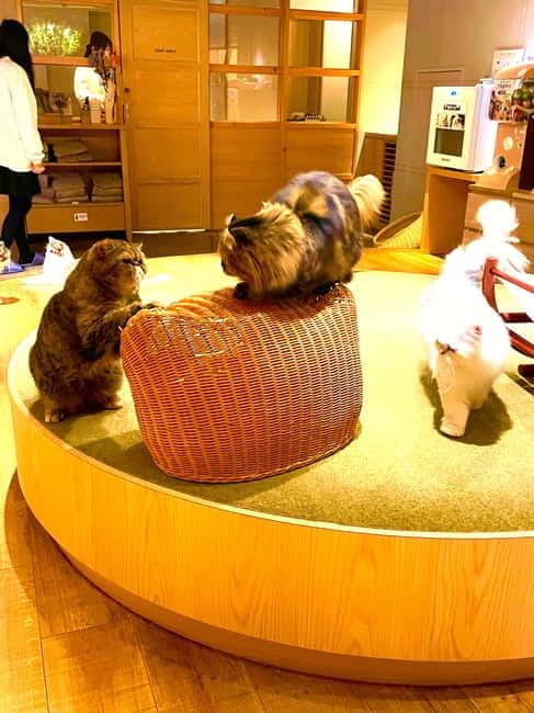 Tokyo: Gotokuji Lucky Cat Temple & Harajuku Cat Cafe Tour - Is $53 good value?