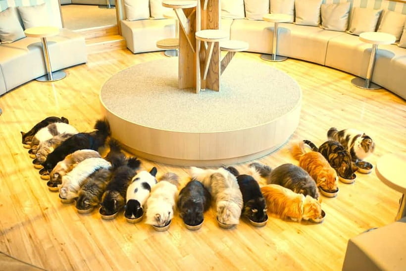 Tokyo: Gotokuji Lucky Cat Temple & Harajuku Cat Cafe Tour - Who should book this cat-themed Tokyo tour?