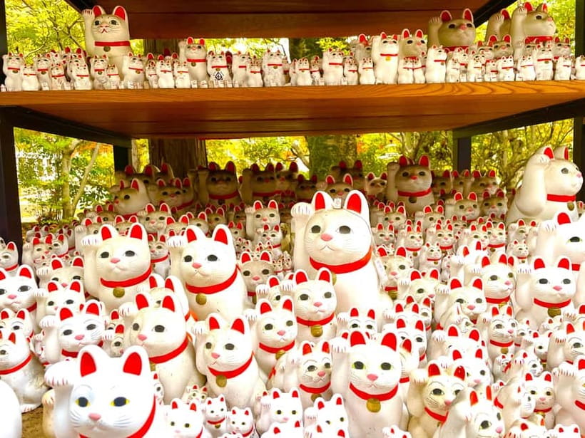 Tokyo: Gotokuji Lucky Cat Temple & Harajuku Cat Cafe Tour - Should you book it?