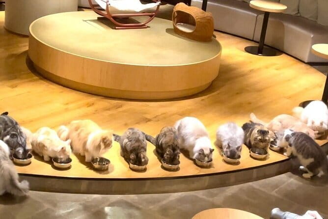 Tokyo: Gotokuji Lucky Cat Temple, Shinjuku Cat Cafe, 3D Giant Cat - Starting with Shinjuku’s giant 3D cat