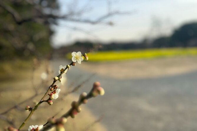 Tokyo: Hama-rikyu Gardens tour with Japanese Tea & Sweets - The 30-Minute Garden Walk