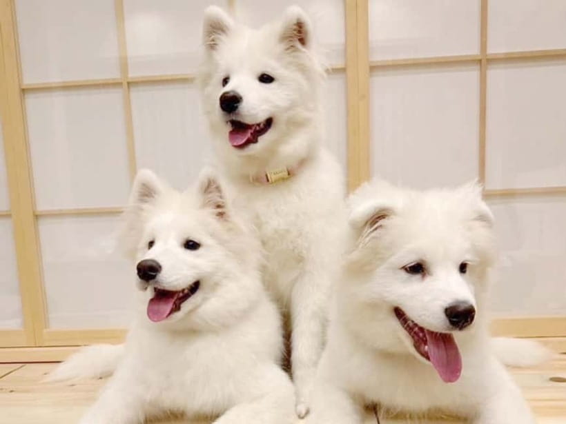 Tokyo Harajuku:30-Minute Samoyed Interaction Experience - Key points to know before you book