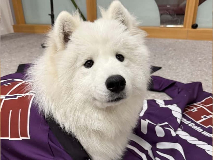 Tokyo Harajuku:30-Minute Samoyed Interaction Experience - A fluffy break in the middle of Harajuku