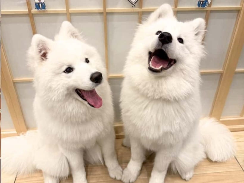Tokyo Harajuku:30-Minute Samoyed Interaction Experience - What your 30-minute session actually includes