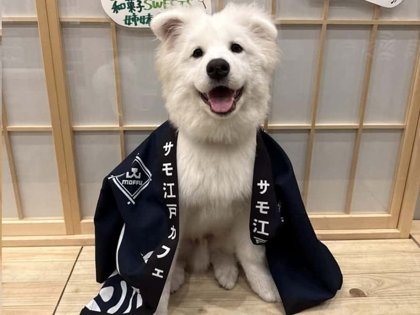 Tokyo Harajuku:30-Minute Samoyed Interaction Experience - Meeting the Samoyeds respectfully