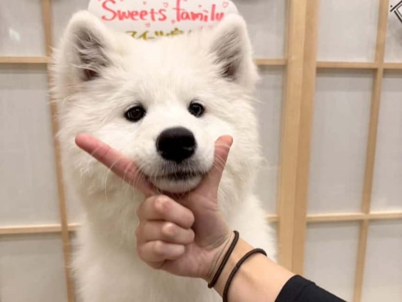 Tokyo Harajuku:30-Minute Samoyed Interaction Experience - The happi coat photograph