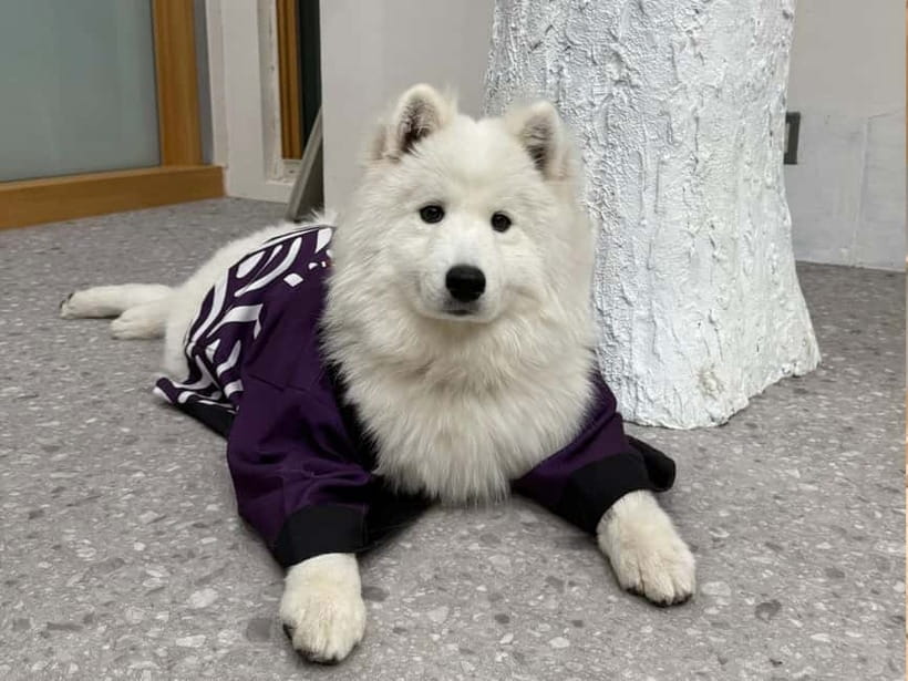 Tokyo Harajuku:30-Minute Samoyed Interaction Experience - Is $24 a good value?