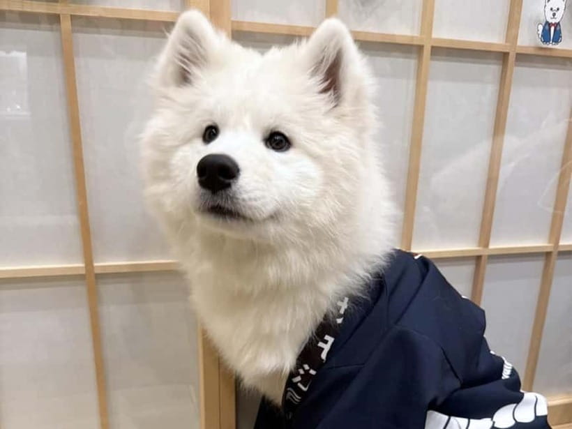 Tokyo Harajuku:30-Minute Samoyed Interaction Experience - Booking, cancellation, and timing tips