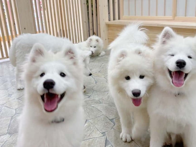 Tokyo Harajuku:30-Minute Samoyed Interaction Experience - Should you book the Samoyed Café experience?