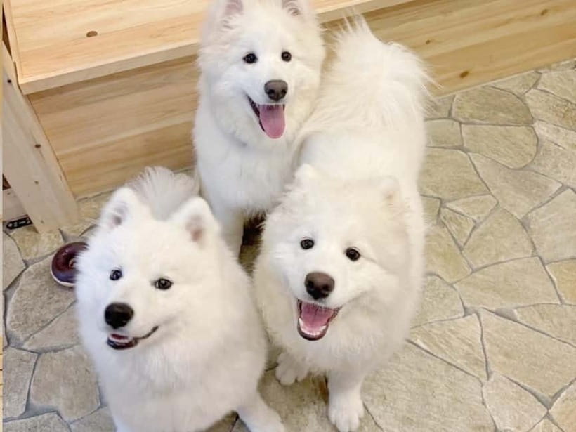 Tokyo Harajuku:30-Minute Samoyed Interaction Experience - Getting to the café from Meiji-jingumae Station