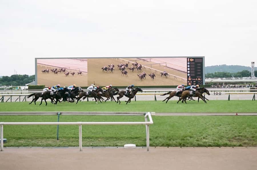 Tokyo: Horse Racing Tour with Local Fan - Why a Tokyo Race Day Feels So Different