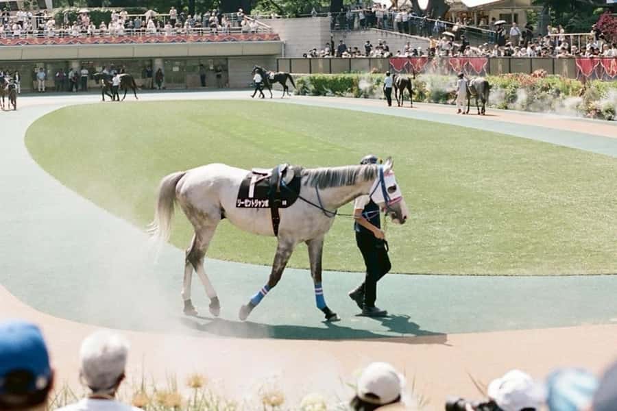Tokyo: Horse Racing Tour with Local Fan - Practical Advice for a Smooth Race Day