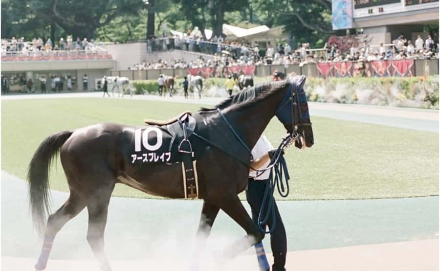Tokyo: Horse Racing Tour with Local Fan - Should You Book the Japanese Horse Racing Tour?