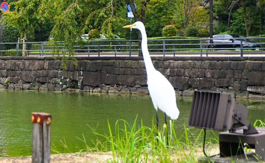 Tokyo: Imperial Palace Japanese History Walking Tour - What the guides do especially well