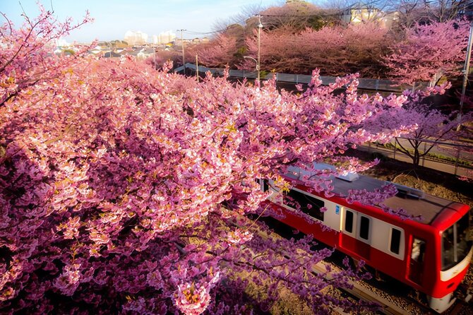 Tokyo-Izu: Volcano, Ocean& Capybara Cuddle with Izu Scenic Train - Mt. Omuro: the volcano option