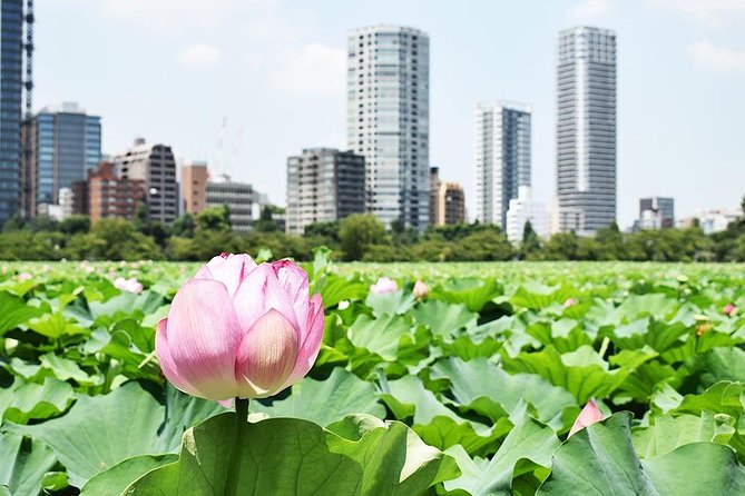 Tokyo Japanese Garden Lover's Private Tour with Government-Licensed Guide - Hama Rikyu and the bay-side view