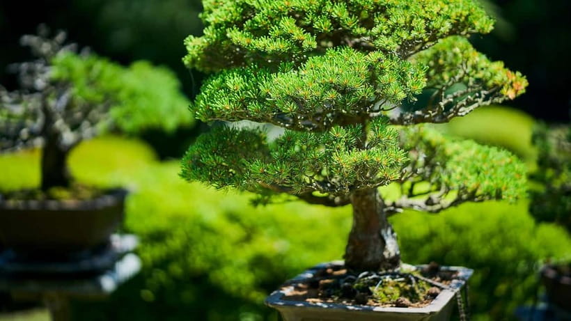 Tokyo: Meiji Shrine Walking Tour — Shinto & Imperial System - Emperor Meiji, Empress Shoken, and Japan’s imperial system