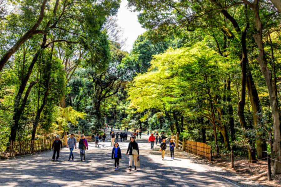 Tokyo: Meiji Shrine Walking Tour with Local Guide - Key points at a glance