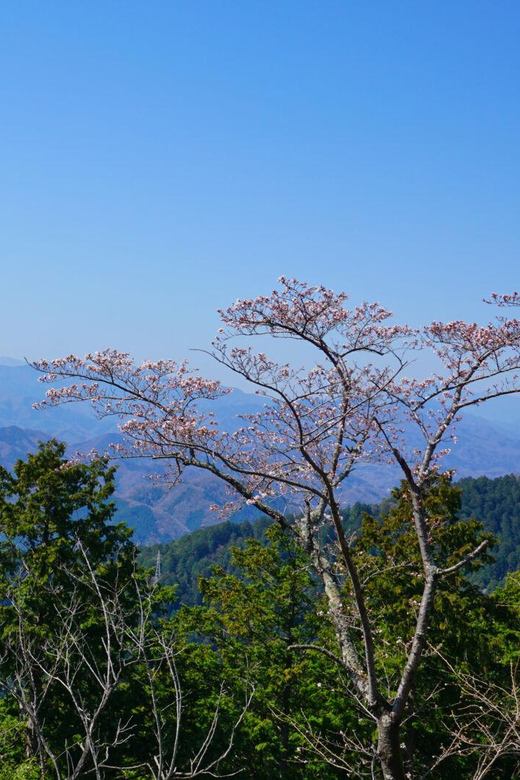 Tokyo: Mount Takao Guided Hiking Tour - Crossing the suspension bridge and cedar avenue