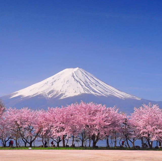 Tokyo: Mt. Fuji & Hakone Cherry Blossoms Private Day Tour - Key points to know before booking