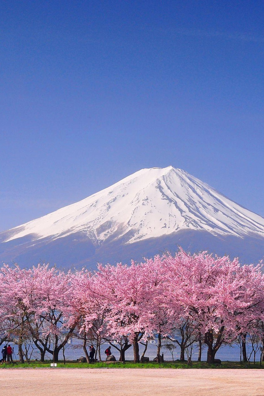 Tokyo: Mt. Fuji & Hakone Cherry Blossoms Private Day Tour - Gotemba Premium Outlets at the foot of Fuji