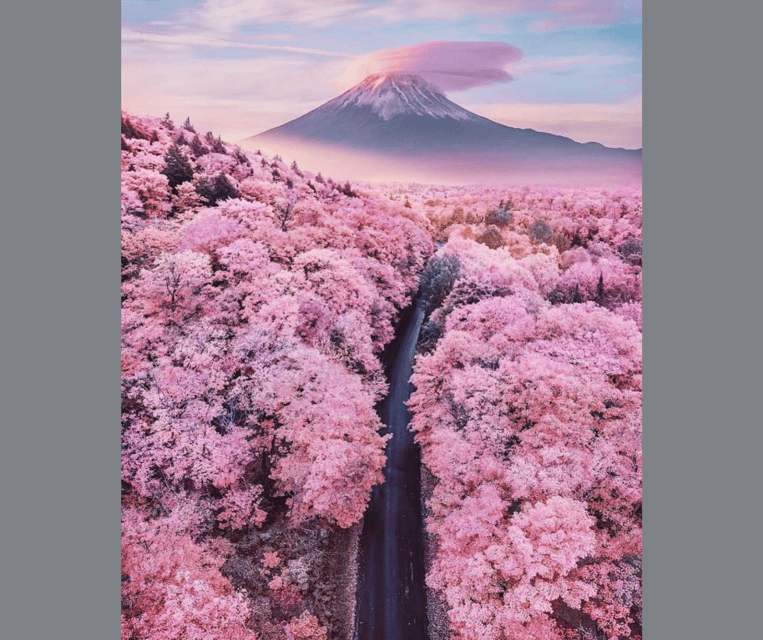 Tokyo: Mt. Fuji & Hakone Cherry Blossoms Private Day Tour - Lake Kawaguchi, the ropeway, and Oishi Park