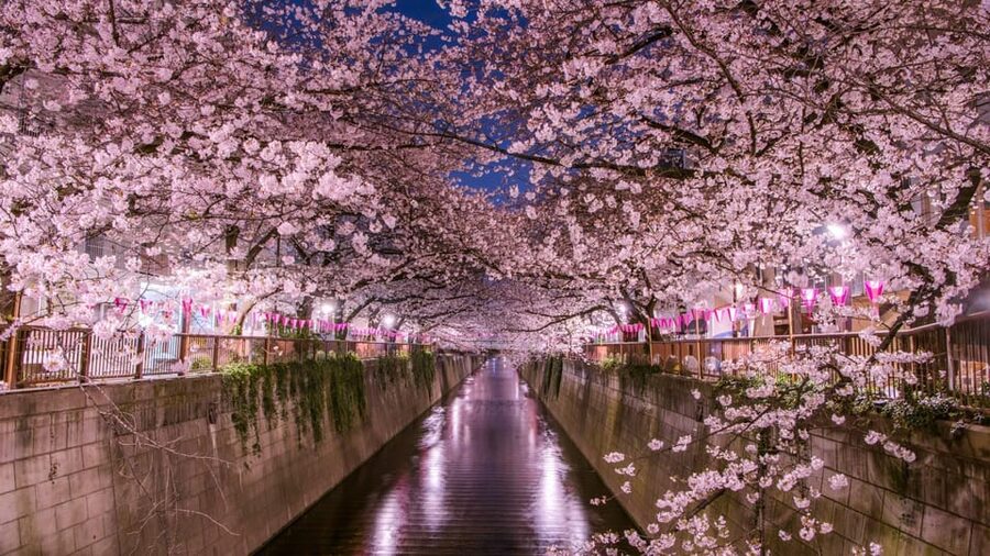 Tokyo: Mt. Fuji & Hakone Cherry Blossoms Private Day Tour - Owakudani, where the ground is still active